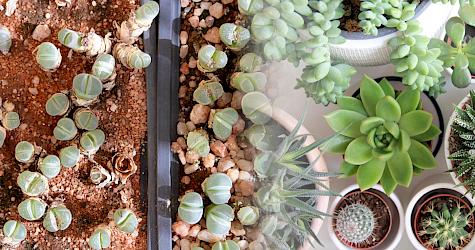 Sustainably grown houseplants are a delight to many, but some species, such as Lithops olivaceae on the left, are threatened by trade (left photo © Kristin van Schie