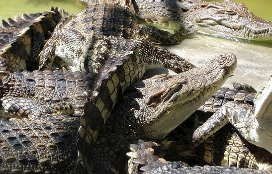 Nile Crocodiles at a breeding farm