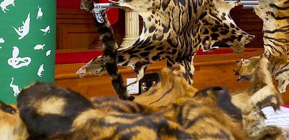 Tiger and leopard skins were among the wildlife products seized by authorities © TRAFFIC