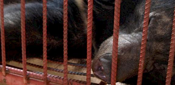 Caged bear in a Lao PDR farm, 2012 © TRAFFIC