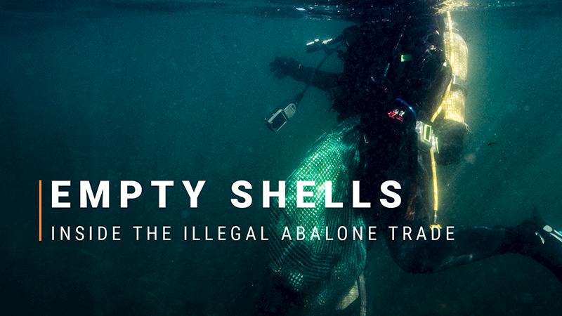 Guns, gangs, and drugs: a window into South Africa's illegal abalone trade