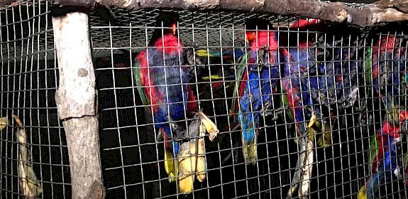 Black-capped Lories were among the sizeable haul of birds seized Photo courtesy BMB-DENR 