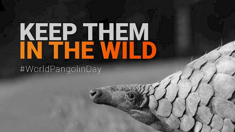 Keep them in the Wild: Working to save pangolins from poaching and illegal trade