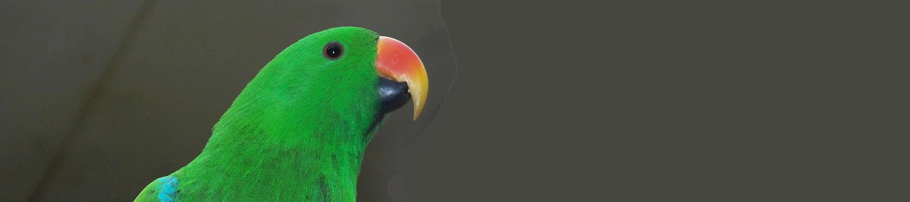 Male Eclectus Parrot. Image by RitaE from Pixabay