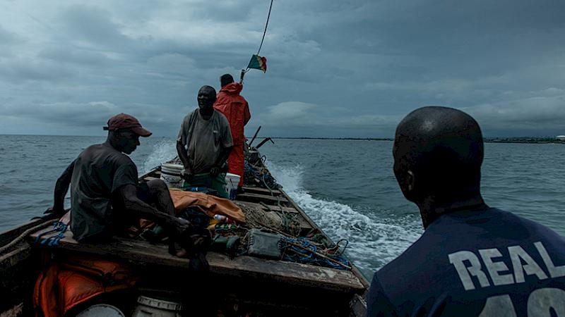 The story of the Republic of the Congo's artisanal shark trade