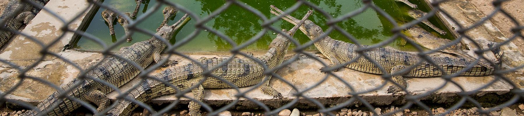 Captive Gharial's Gavialis gangeticus at the Royal Chitwan National Park and Gharial Breeding Center in Nepal © Karine Aigner / WWF-US