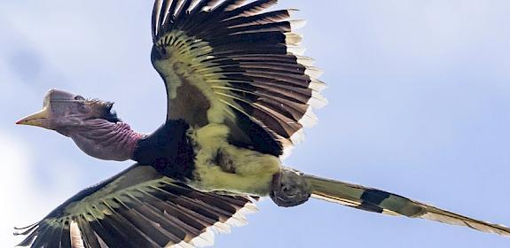A Helmeted Hornbill, prized for their ivory casques, in flight © Muhammad Alzahri