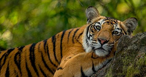 Tiger at Bandhavgarh national Park India © Suyash Keshari / WWF-International