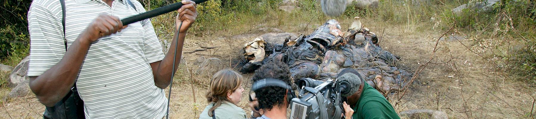 Filming a dead bull elephant in Kenya after it was speared to death by local villagers © Martin Harvey / WWF