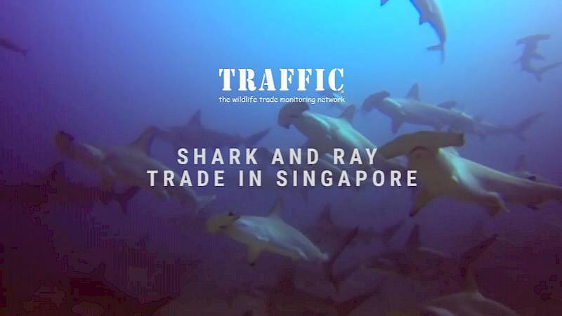 Shark and Ray Trade in Singapore