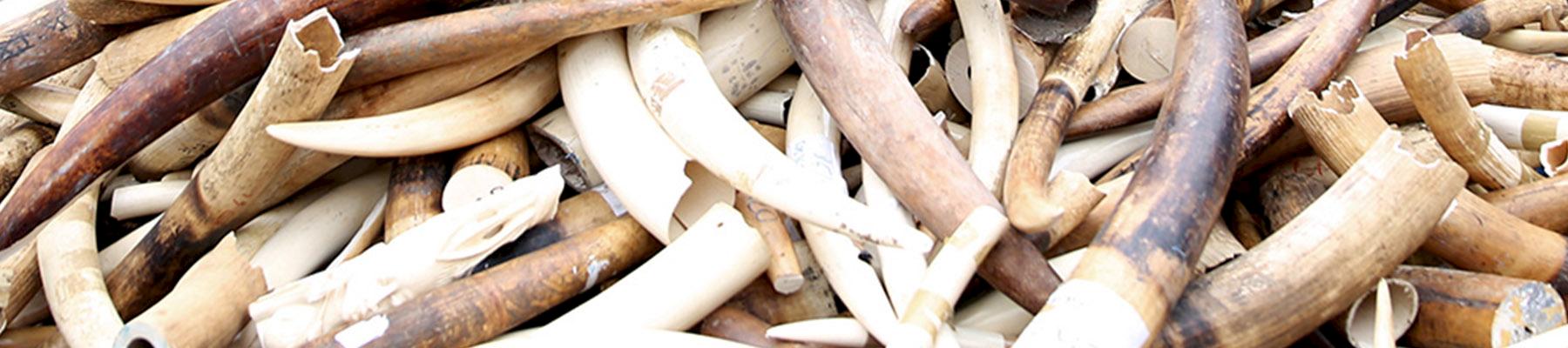 File photo of seized ivory © Margot  L'Hermite / WWF-France