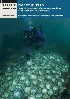Poaching for Abalone, Africa's 'White Gold,' Reaches Fever Pitch