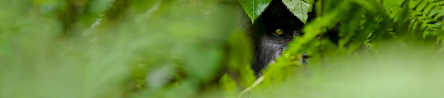 Mountain gorilla Gorilla beringei beringei silverback watching through forest, Virunga Mountains © naturepl.com / Andy Rouse / WWF