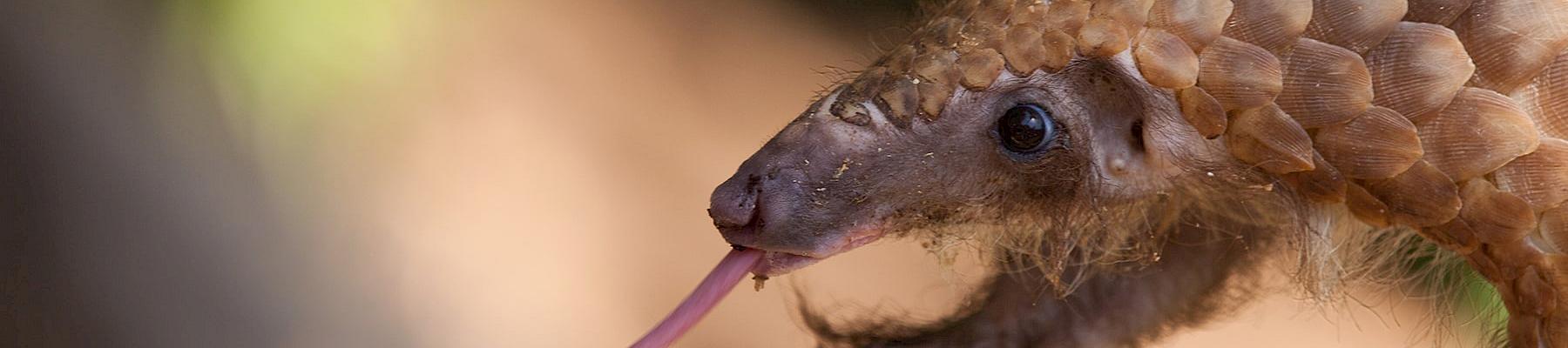 Photo: Animalia