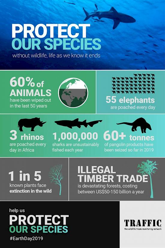 Why we need to protect the wildlife