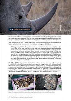Rhino horn demand leads to record poaching - Wildlife Trade News from  TRAFFIC