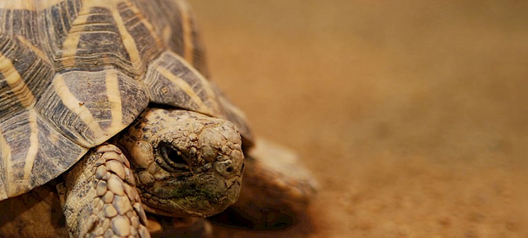 Indian Star Tortoise seizure in Thailand brings year’s total to over ...