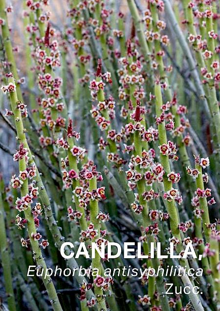 Candelilla ~ The Small Plant with a World of Uses