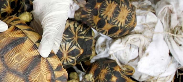 Malaysian Customs make large seizure of threatened Malagasy tortoises ...