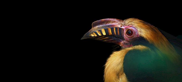 Hornbill birds: What they are, where they live - and why hornbills have  such a peculiar beak - Discover Wildlife hornbill guide: size, diet,  habitat and why they're threatened