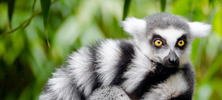 Banding together to protect lemurs: understanding and addressing their ...