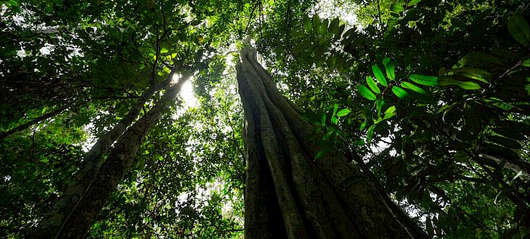 Protecting trees in the world’s second-largest rainforest by ensuring ...