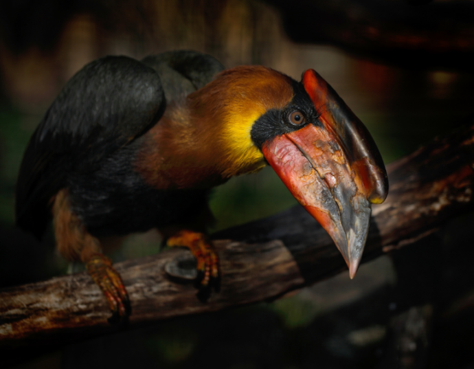 Northern Rufous Hornbill © Ondrej Prosicky / Getty Images. Illegal trade is a significant threat to the Philippine's hornbills.