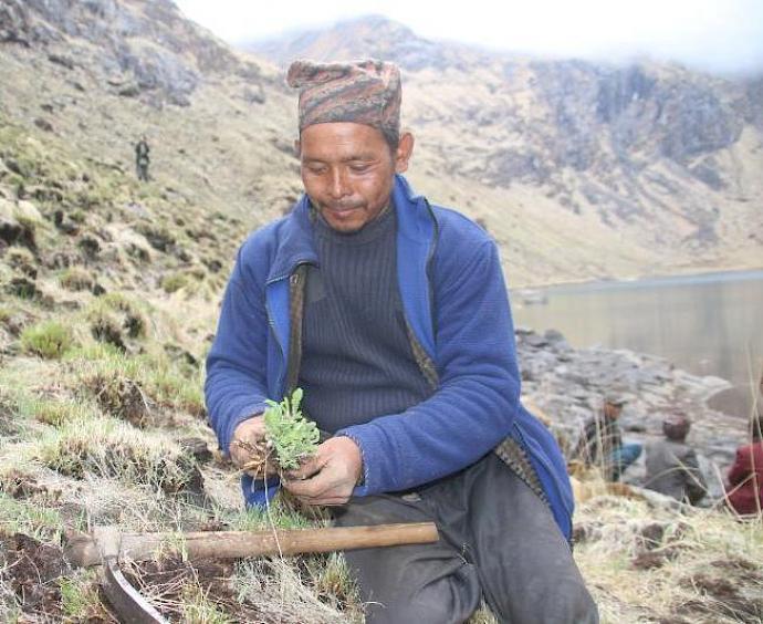 A Himalayan harvester at a harvesting site © ANSAB
