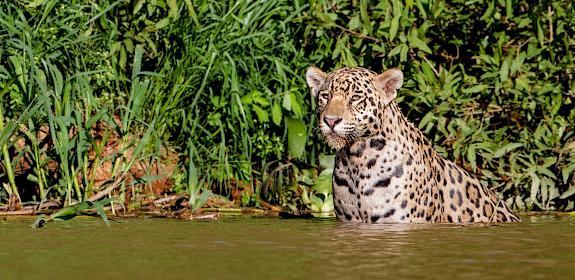 Gregoire Duboi, Jaguar, Pantanal, Brazil / Flickr