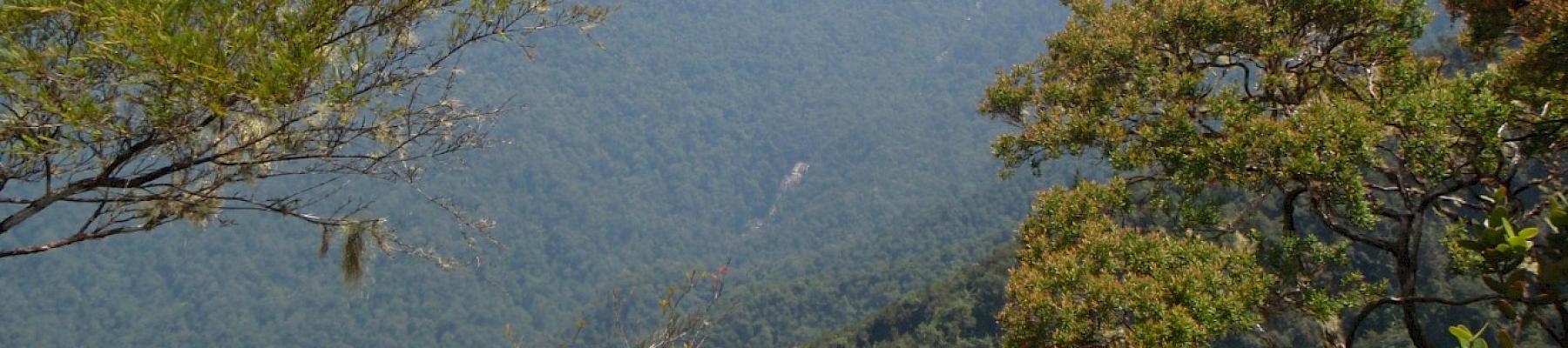 Taman Negara National Park Malaysia / Suzalinur Manja Bidin