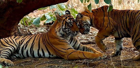 Two tigers in Ranthambore Tiger Reserve, India. Photo: Ondrej Prosicky / iStock / WWF-Australia