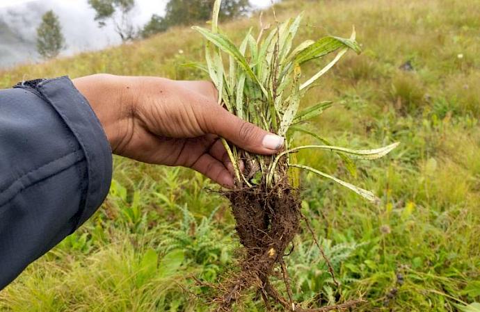 Jatamansi Plant © ANSAB