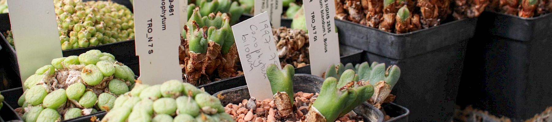 Succulent plant nursery at Royal Botanic Gardens, Kew © A. Pearce / TRAFFIC