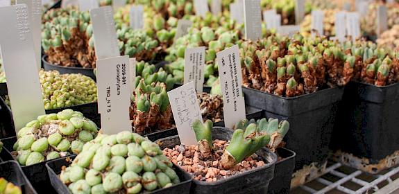 Succulent plant nursery at Royal Botanic Gardens, Kew © A. Pearce / TRAFFIC