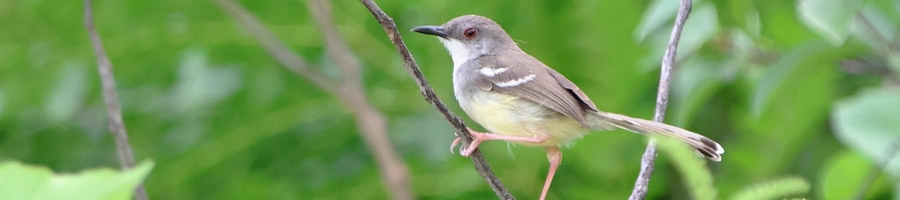 A high number of Bar-winged Prinia birds were seized from the truck © Fadzrun / iNaturalist