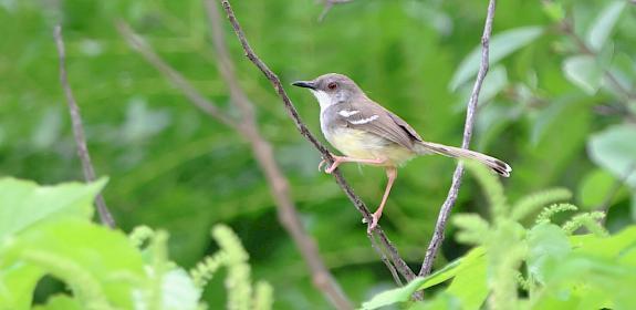 A high number of Bar-winged Prinia birds were seized from the truck © Fadzrun / iNaturalist