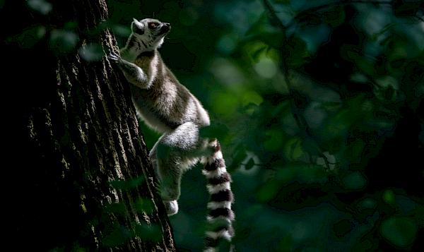 Conservation success: Madagascar welcomes home 1,000 rescued lemurs and tortoises