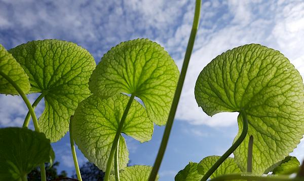 Global demand for Madagascar's unique plants fuels unsustainable harvesting