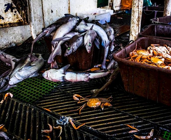 Deep trouble: the race to save one of the world’s most mysterious sharks