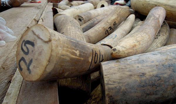 Indonesia holds rhino poachers and horn traffickers to account