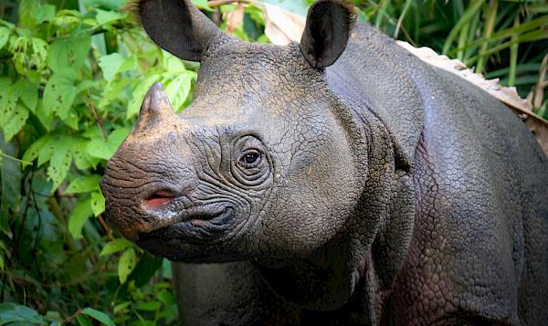 Indonesia holds rhino poachers and horn traffickers to account