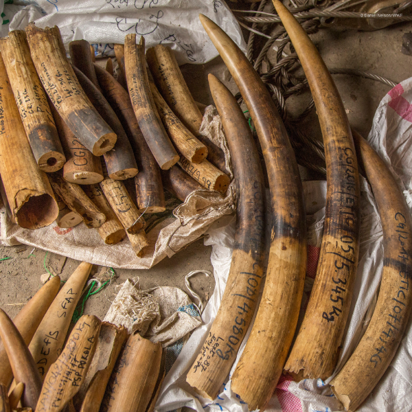 Key case study: the intersection of illegal logging and wildlife trafficking