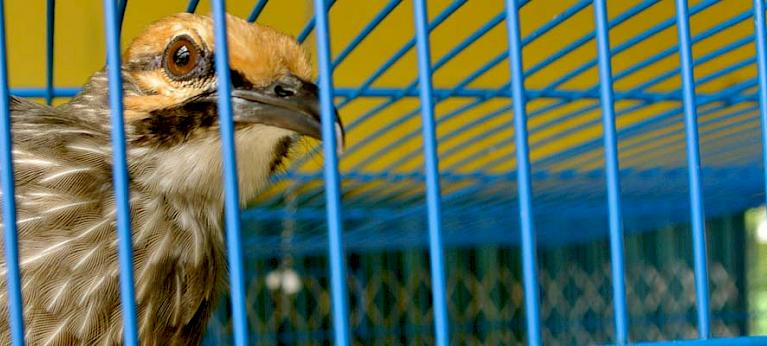 Secretary Bird and Bateleur up-listed to Endangered on IUCN Red List - Hawk  Conservancy Trust - Hawk Conservancy Trust