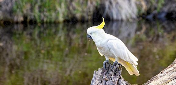 Two sulphur-crested cockatoos were among the Indonesian wildlife seized. © Rixie | Dreamstime.com