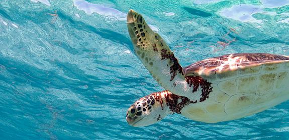 Photo: Antonio Busiello / WWF-US