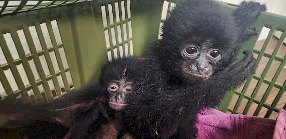 Photos of gibbons from rescued luggage by Pawan Sharma/RAWW(Resqink Association for Wildlife Welfare)