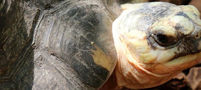 Pet freshwater turtle and tortoise trade in Chatuchak Market, Bangkok ...