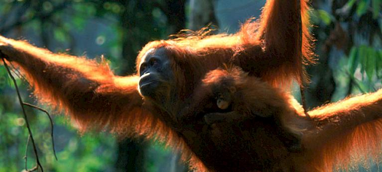 An assessment of trade in gibbons and orang-utans in Sumatra, Indonesia ...