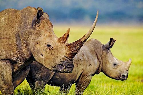 Release of rhino poachers exposes widespread enforcement failures