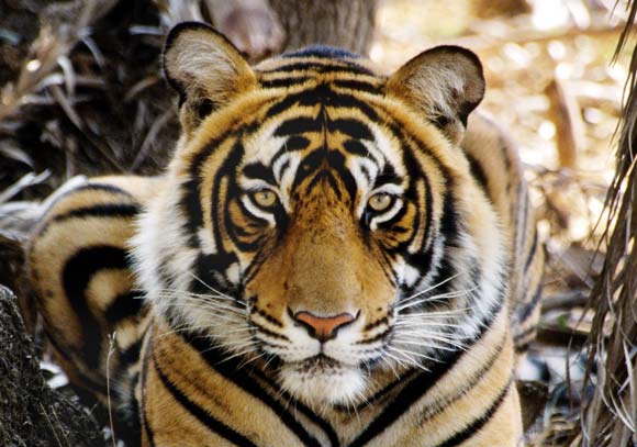 The Burning of Bengal Tiger, Bengal Tiger was founded in 19…